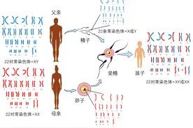 「科普」父母的基因是如何遗传给孩子的？图片