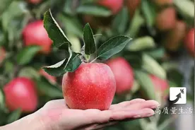 早上金苹果，晚上毒苹果？苹果到底应该几点吃？进来看看图片