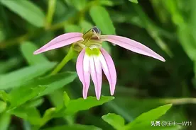 农村不起眼的小草，是蛇毒大克星图片