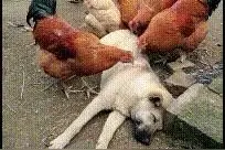 动图搞笑来啦，这才是我想过的生活图片