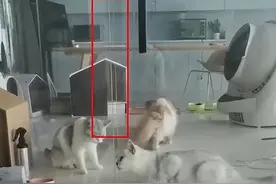 小猫咪真的液体图片