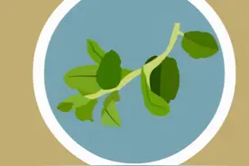 每周精选｜养生好蔬菜——枸杞芽图片
