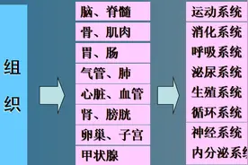 人体的构成要素有哪些？它们间存在什么联系？八大系统到四大部分图片