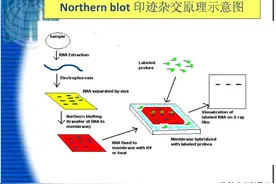 干货分享 ▏史上最全30个生物实验技术及原理（第三期）图片