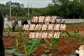 农管上门拔香蕉，农妇号啕大哭！同情她，但粮食安全大于天图片