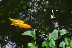 明日大暑，记得熬三粥，消暑下火，调理脾胃，顺顺利利过伏天图片