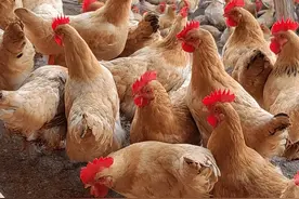 有效应对鸡群感冒图片