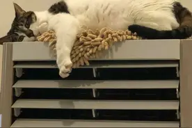 劝告：夏天养猫要注意这几点，否则会“热死”猫咪！图片