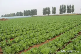 安徽夫妇在俄罗斯远东种菜，赔掉多年积蓄，他们被击倒了吗？图片