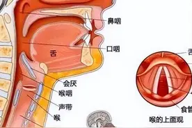 原来“咽”“喉”这么重要！图片