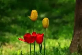 散文：岁月沧桑，慢煮光阴，盈心美丽，却也自得其乐，余生安好图片