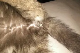 关于母猫子宫蓄脓，严重时可危及猫咪生命，你还敢不重视吗？图片