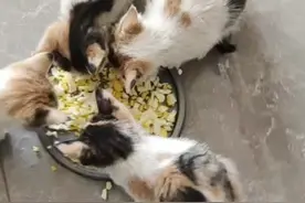 猫囗炎最有效的治疗方法！很简单在家就能治图片