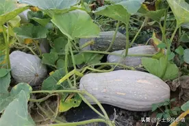 蜜本南瓜露天高产栽培技术图片