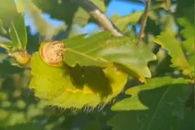 柞蚕的一生图片