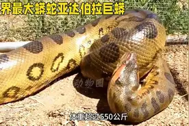 世界最大蟒蛇曝光，巨蟒亚达伯拉，最长可达13米#巨蟒亚达伯拉图片