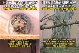 网红兔狲干饭被肉卡死，很多人感到诧异，网友：去天堂会被嘲笑图片
