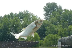 水体缺氧，鱼口不好，怎样破解？钓鱼时水体缺氧的几个原因图片