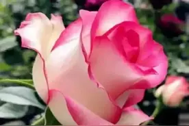 "这个家我妈说了算"，姑姐娘家训弟媳，弟媳：要么闭嘴，要么滚图片