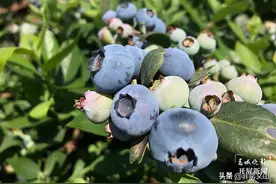 奥利给！“每10颗蓝莓有7颗来自云南”！网友怒赞：yyds图片