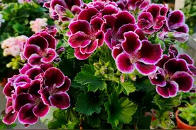 老人说“花草三不送，送了变仇人”！到底啥花不能送人？图片