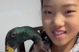 辽宁一女孩第一次见鸭子耳朵，上手遭鸭子骂骂咧咧：还以为是鼻孔图片