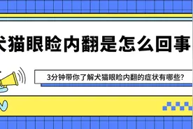 如何判断爱宠是否患有眼睑内翻？图片