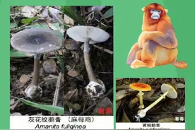 【#女子吃野生菌出现幻觉一直扯线# ，哪些蘑菇千万不要碰？】图片
