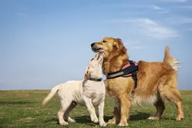 狗狗常见的交配方式，你好奇吗？图片