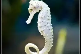 盘点那些动物界奇葩的父母图片