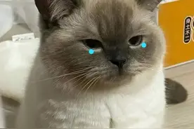 猫生很短，原来猫咪一生最想跟主人说这17句话，请你用心看完图片