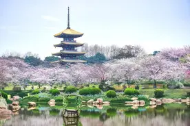 春暖花开！湖北这些宝藏赏花地等你来pick……图片