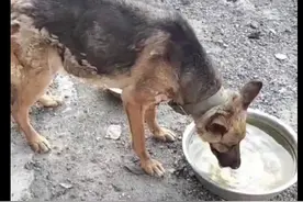 军犬退役后竟被扔到偏僻郊区，每天靠周边老人喂大馍泡汤，太惨了图片