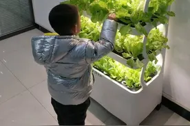 懒人10平米阳台造智能水培种植箱，一年四季收菜30种，值得一试图片