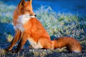 民间故事：狐狸与狐狸的故事图片