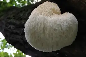 每日一味中药——猴头菇图片