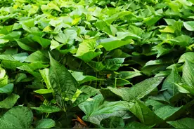 7月抓紧吃这菜，红薯叶子才是宝，鲜嫩营养，拌着吃特香图片