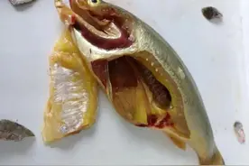 “黄肉鱼”惊现市场！原因竟然是这样！图片