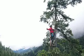 发现第一高树，几十斤重树枝连续掉下来险些要命图片