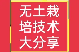 无土栽培需要投资多少钱？适合种植哪些植物？图片