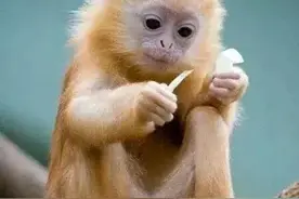 图片欣赏-小猴子图片