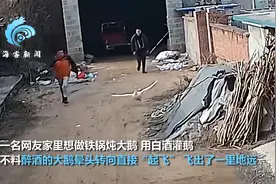 笑不活了！大鹅醉酒后飞出一里地，主人骑车追回图片