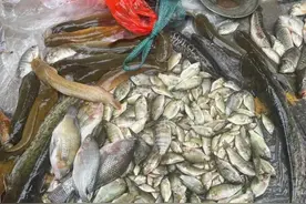 大师级别的钓鱼技巧图片