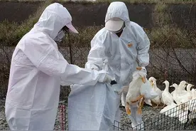 37国已扑杀4800万只家禽，欧洲爆发史上最大禽流感！正随候鸟传播图片