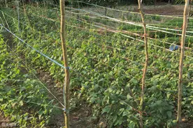 种豆角别“随性”，播期选择有要求，啥时育苗啥时种？这里有说明图片