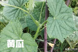 黄瓜种植在哪里最好？适宜黄瓜生长的3个条件图片