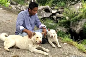 括苍山奇犬：被野猪夹夹断两条腿，翻山越岭，爬五天五夜回家图片