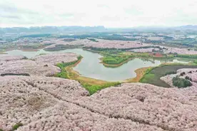 贵安樱花 “赏花季”直通车来了：市内多个候车点 8条线路供选择图片