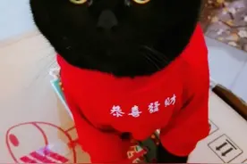 别养这些花！网红猫千岁岁被它害死了...图片