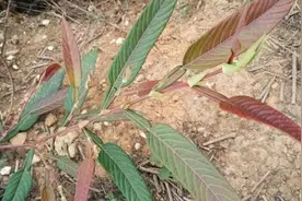 叶子似葫芦，民间俗称“返魂草”，煮茶是一绝，还是皮肤病的良药图片